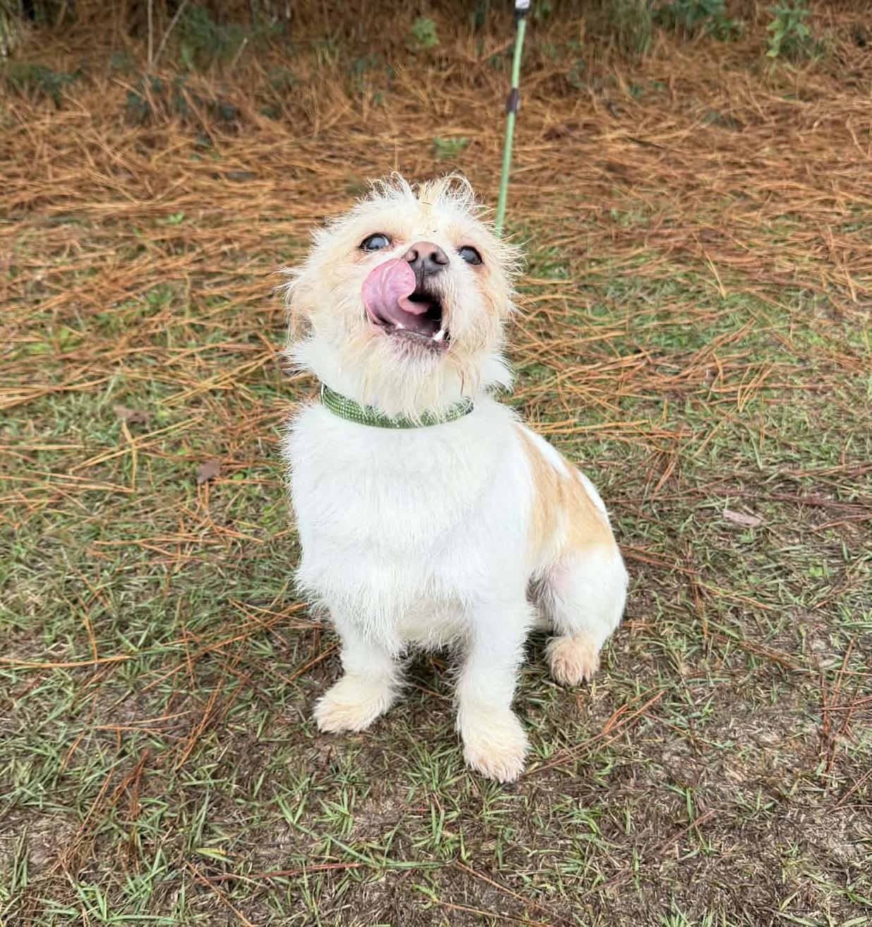 Enlarge Chester, a Adoptable mixed breed in Lansing, MI image 3/6