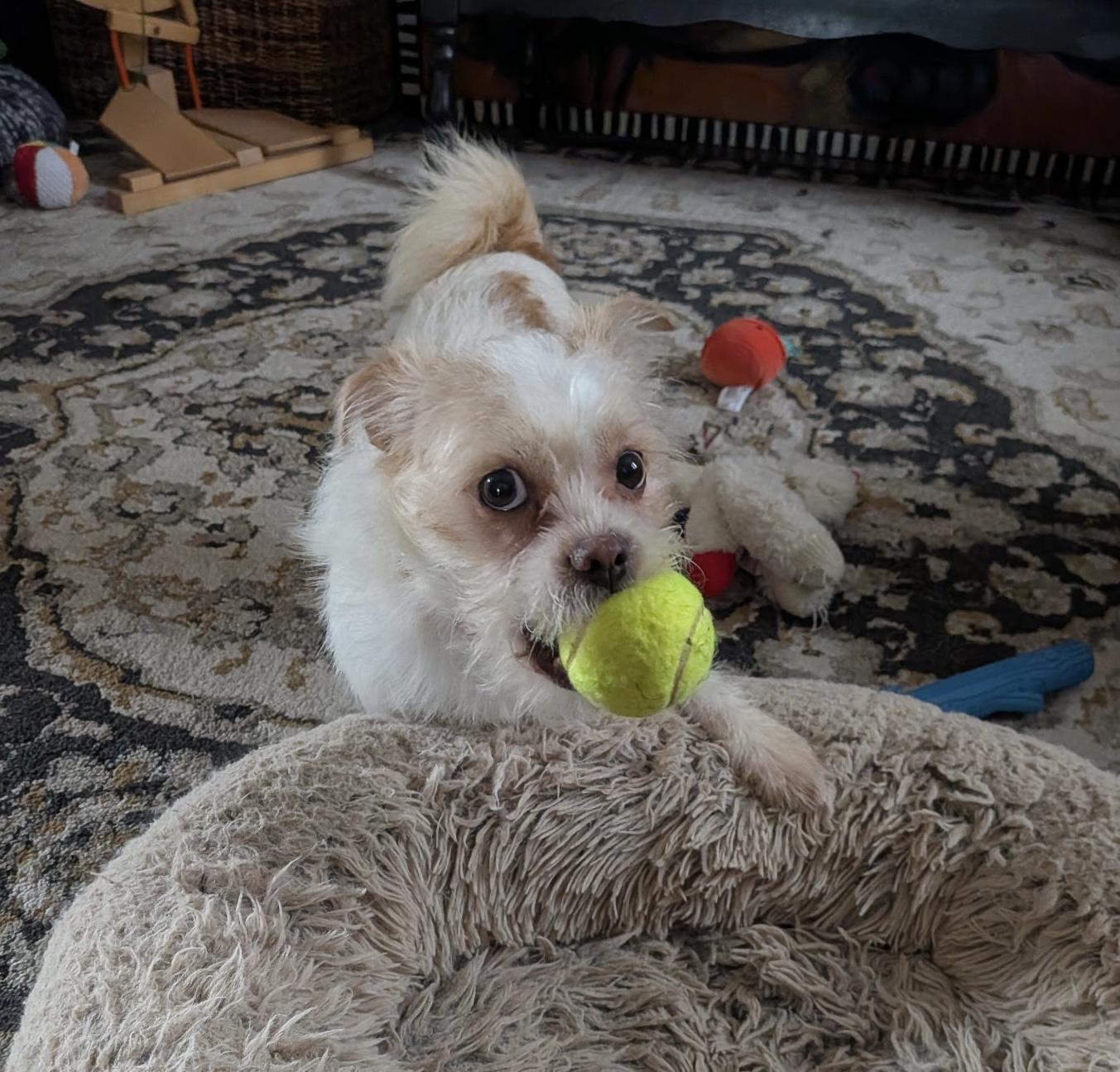 Enlarge Chester, a Adoptable mixed breed in Lansing, MI image 5/6