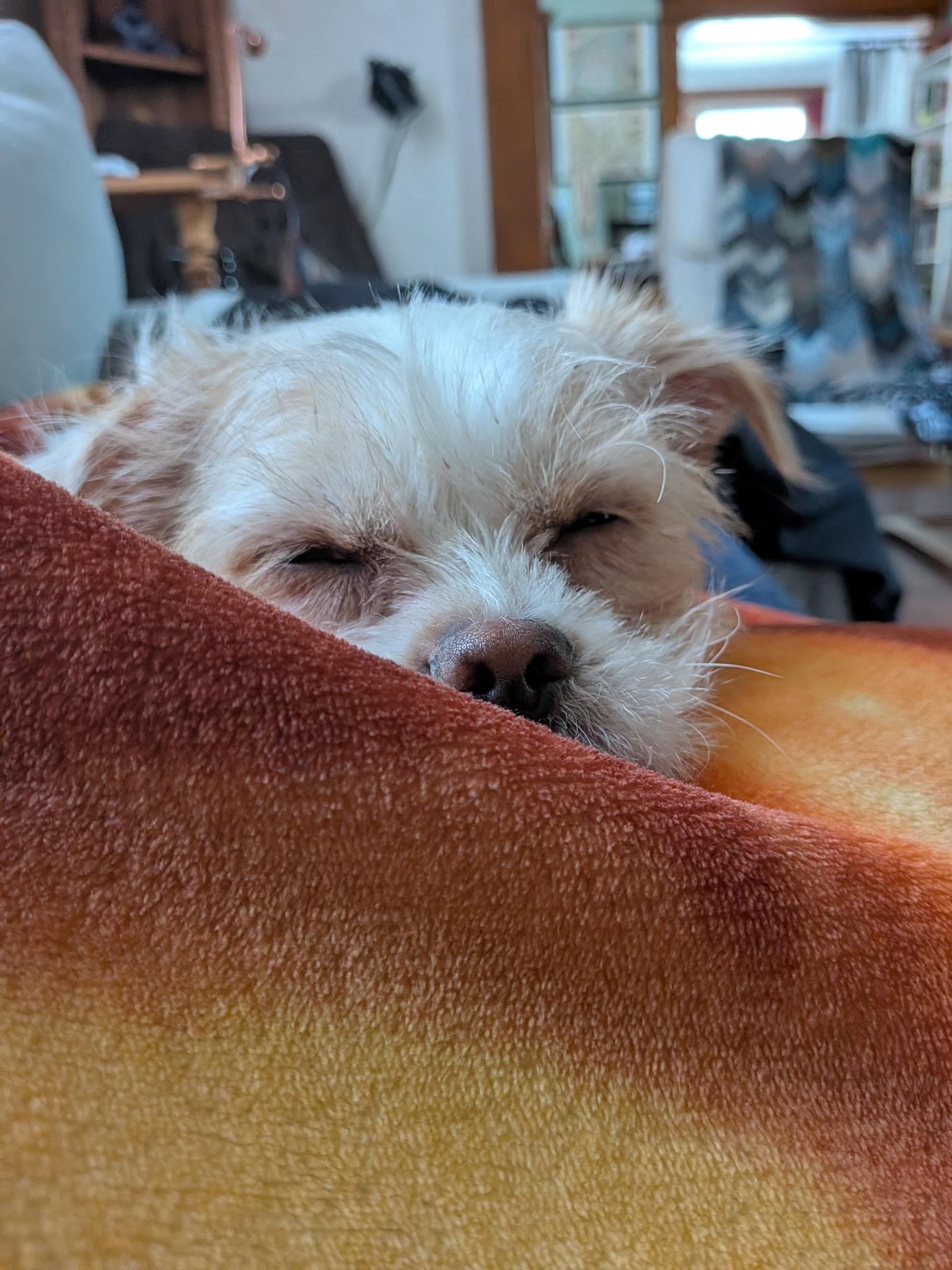 Enlarge Chester, a Adoptable mixed breed in Lansing, MI image 6/6