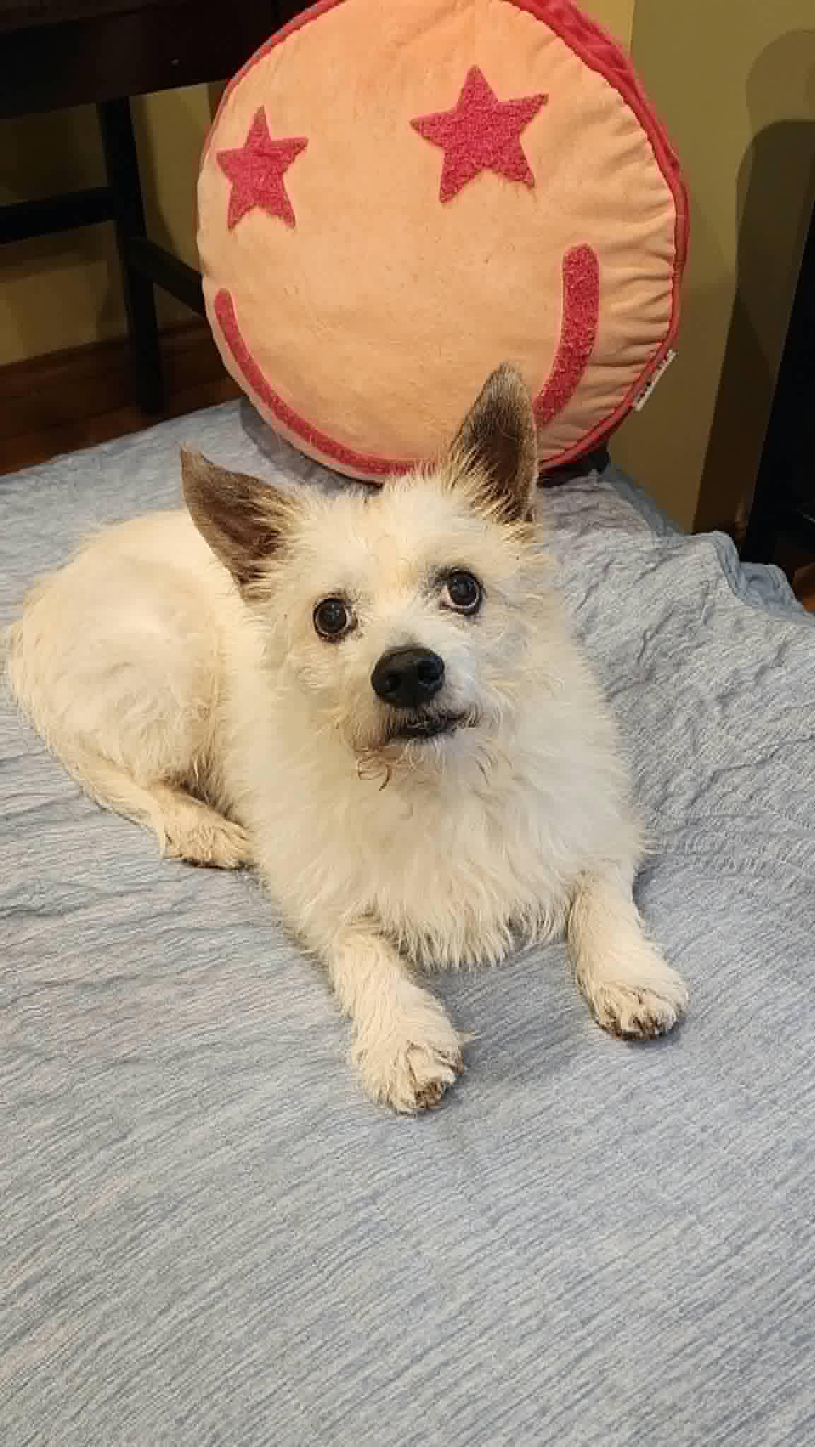 Moe, Adoptable, Adult Male Chihuahua & Smooth Fox Terrier.