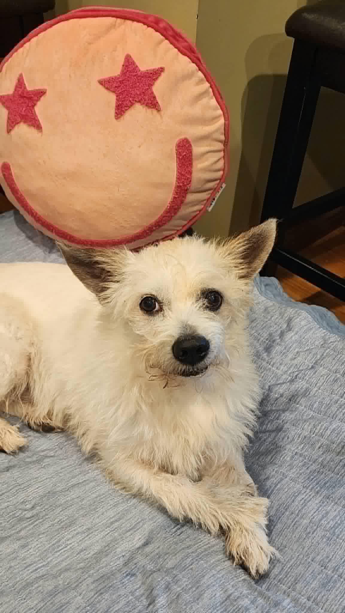Enlarge Moe, a Adoptable mixed breed in Germantown, OH image 2/3
