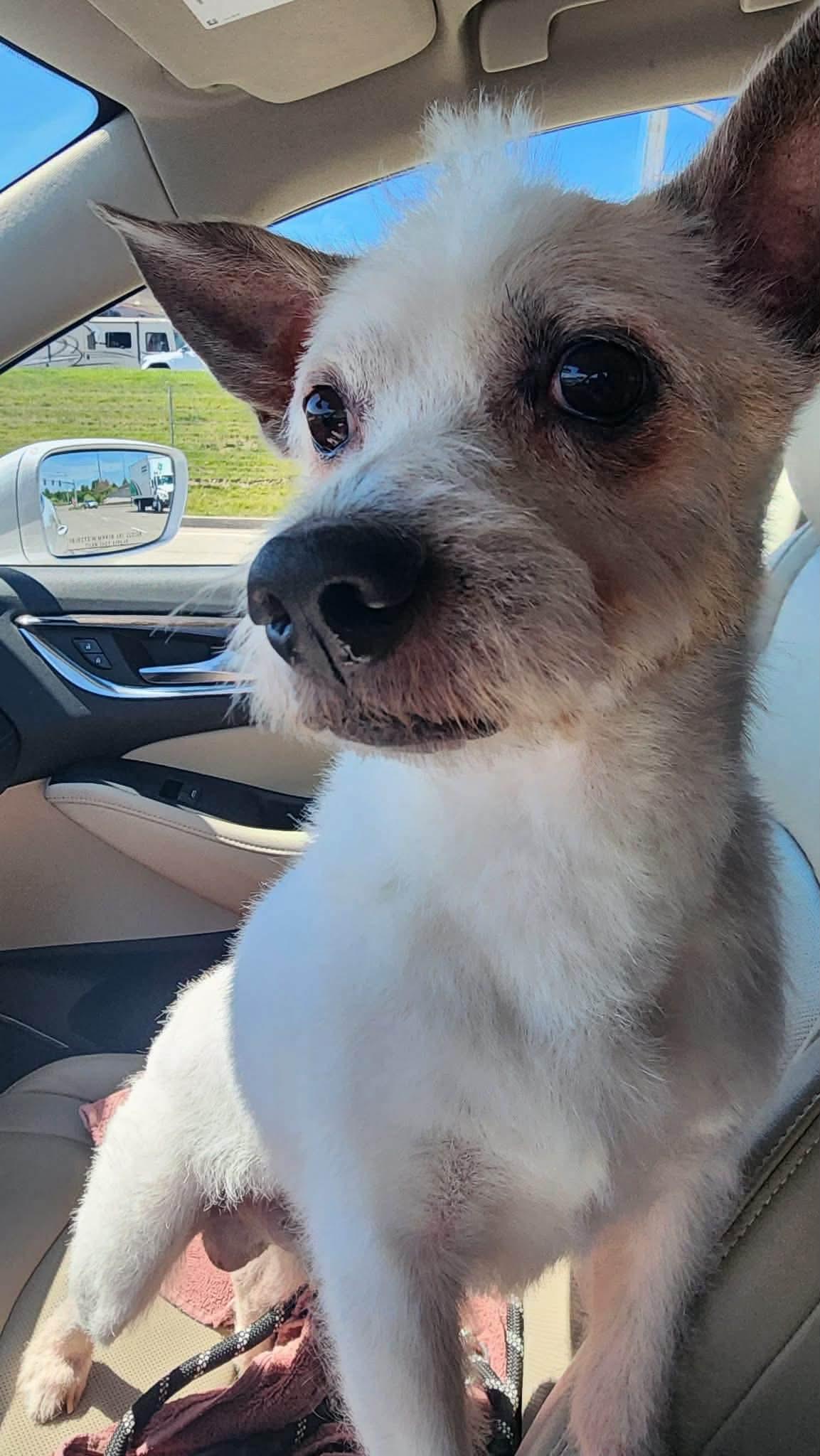 Enlarge Moe, a Adoptable mixed breed in Germantown, OH image 3/3