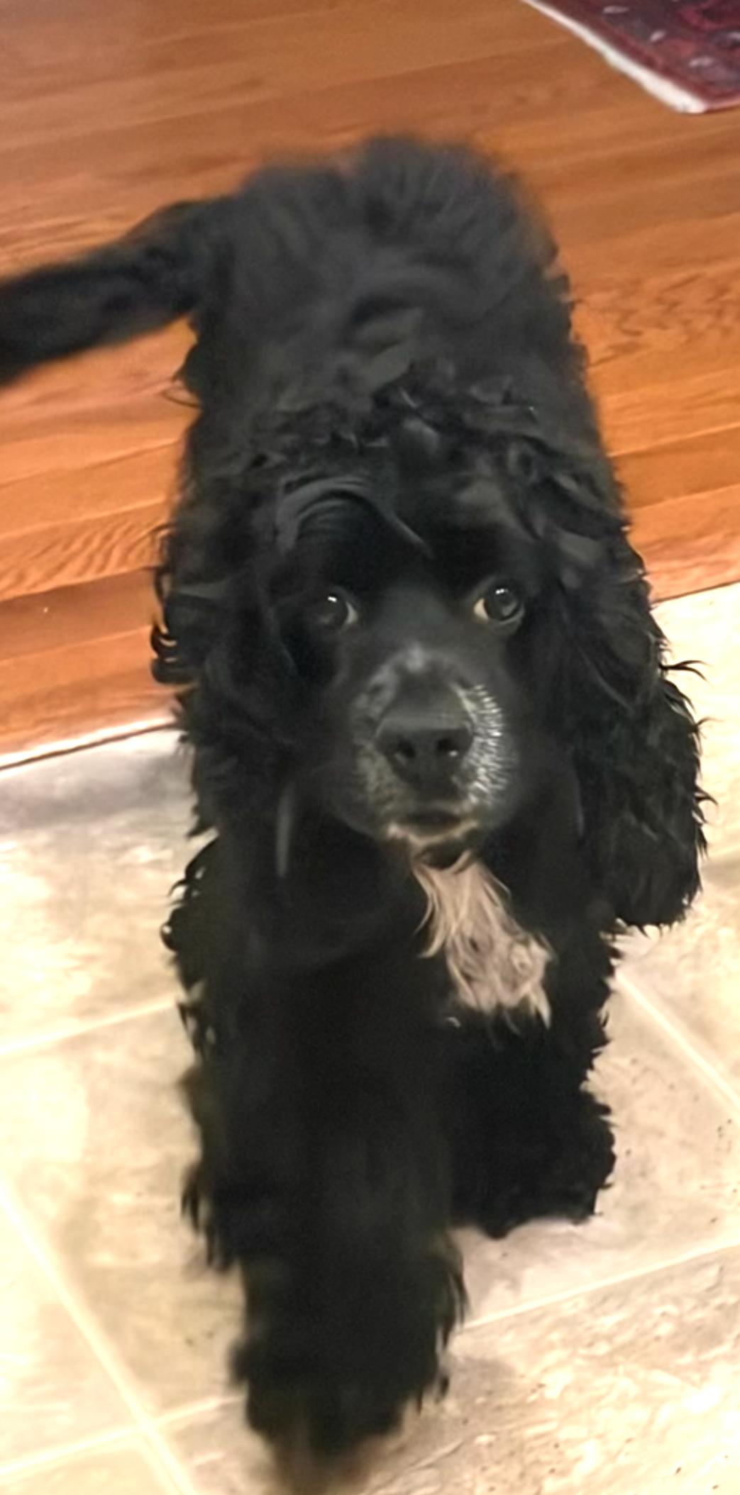 Ollie: Your Easygoing, Cuddle-Ready Companion, an adopted mixed breed in Pennington, NJ image 3/5