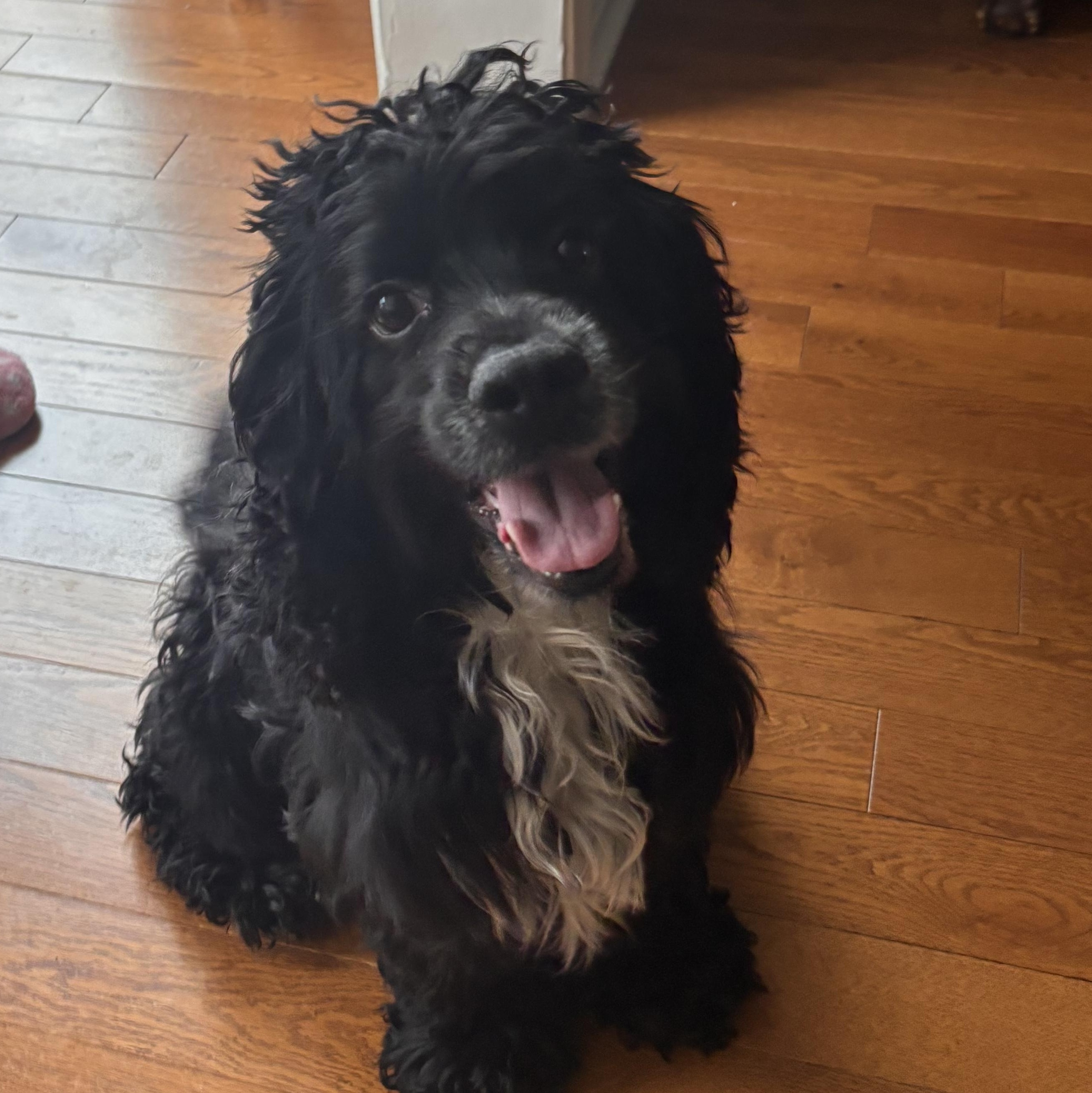 Ollie: Your Easygoing, Cuddle-Ready Companion, an adopted mixed breed in Pennington, NJ image 1/5