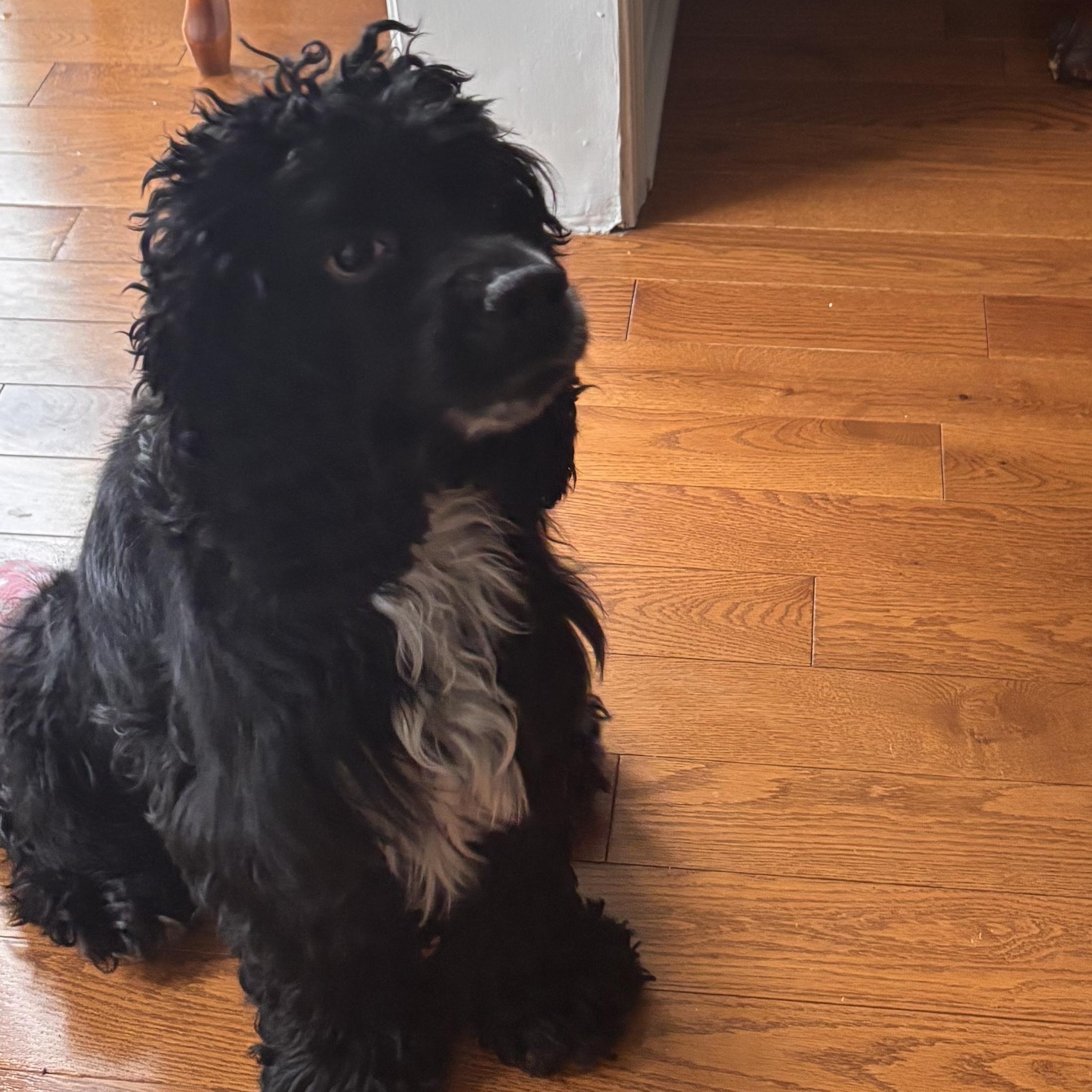 Ollie: Your Easygoing, Cuddle-Ready Companion, an adopted mixed breed in Pennington, NJ image 2/5