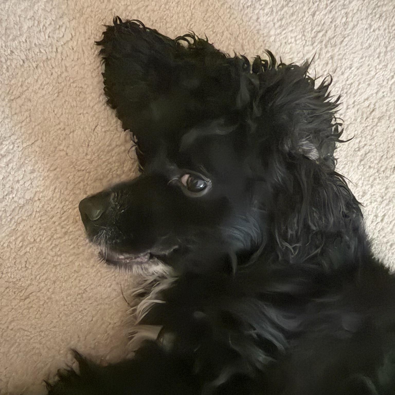 Ollie: Your Easygoing, Cuddle-Ready Companion, an adopted mixed breed in Pennington, NJ image 4/5