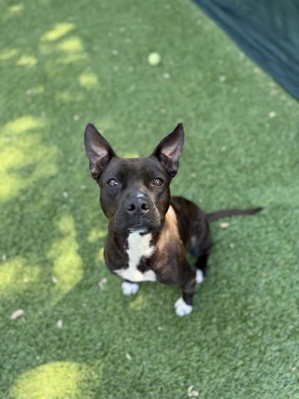 Enlarge Jamie, a Adoptable Mixed Breed in North Miami Beach, FL image 1/2