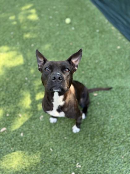 Enlarge Jamie, a Adoptable Mixed Breed in North Miami Beach, FL image 1/3