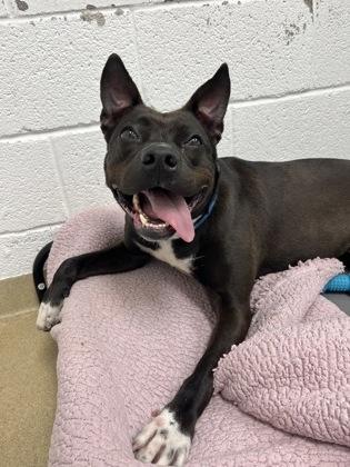 Enlarge Jamie, a Adoptable Mixed Breed in North Miami Beach, FL image 2/3