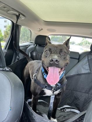 Enlarge Jamie, a Adoptable Mixed Breed in North Miami Beach, FL image 3/3