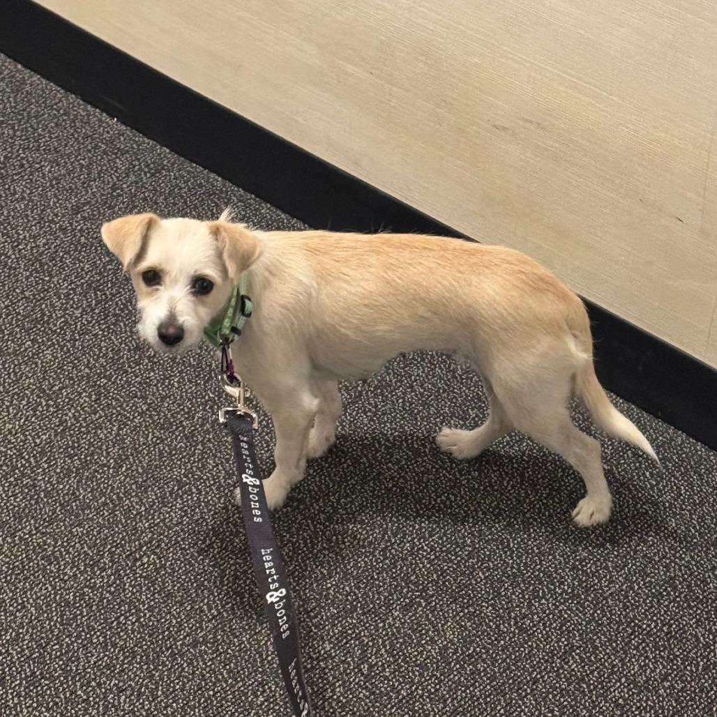 Charlotte thumbnail 2