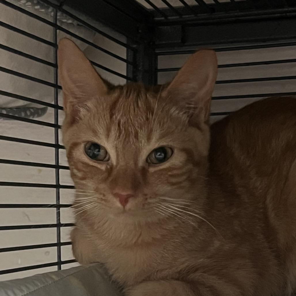 Enlarge Tomcat Cruise, a Adoptable Domestic Short Hair in Birmingham, AL image 1/1