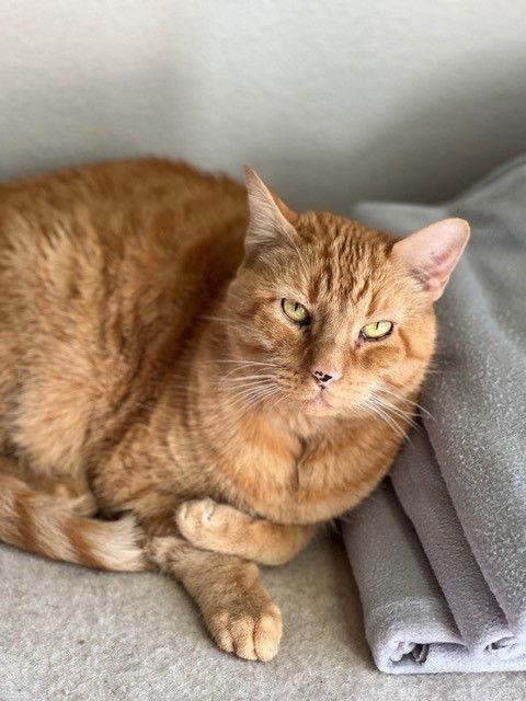 Croissant, a Adoptable mixed breed in Phoenix, AZ image 1/3