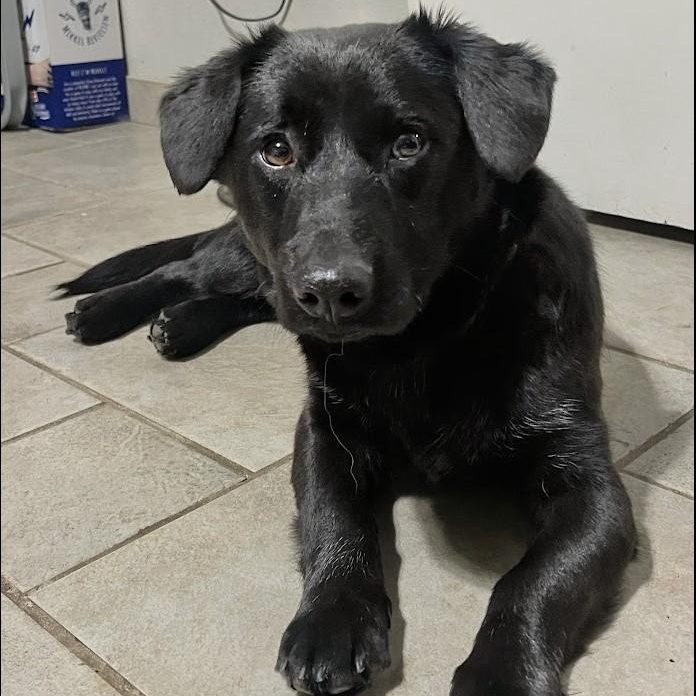 Shortcake - Loving 23lb corgi girl, Adoptable, Young Female Corgi & Labrador Retriever.
