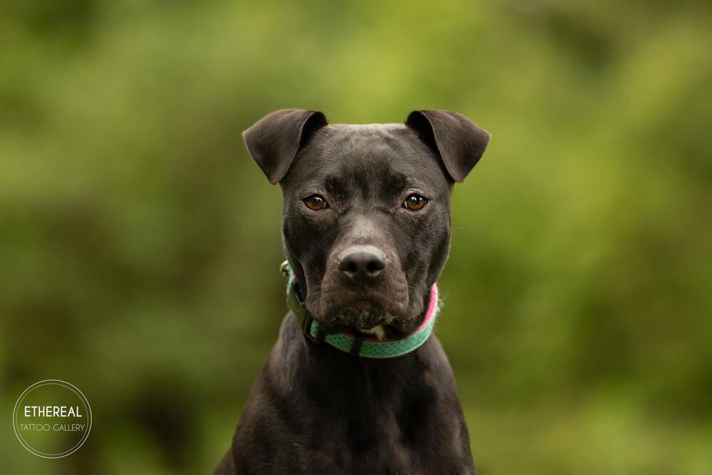 Ivy, Adoptable, Puppy Female American Bully.