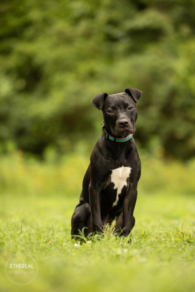 Enlarge Ivy, a Adoptable mixed breed in Wake Forest, NC image 2/6