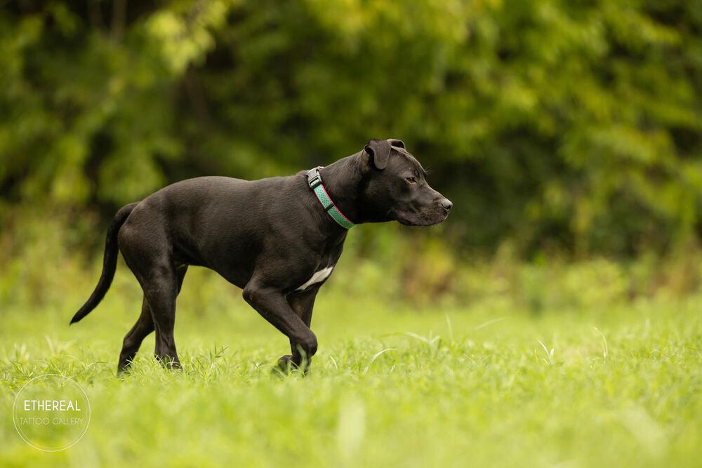 Enlarge Ivy, a Adoptable mixed breed in Wake Forest, NC image 3/6