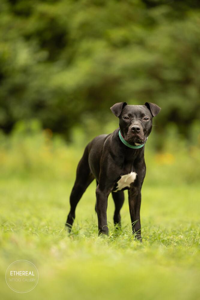 Enlarge Ivy, a Adoptable mixed breed in Wake Forest, NC image 4/6