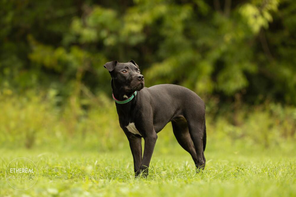 Enlarge Ivy, a Adoptable mixed breed in Wake Forest, NC image 5/6