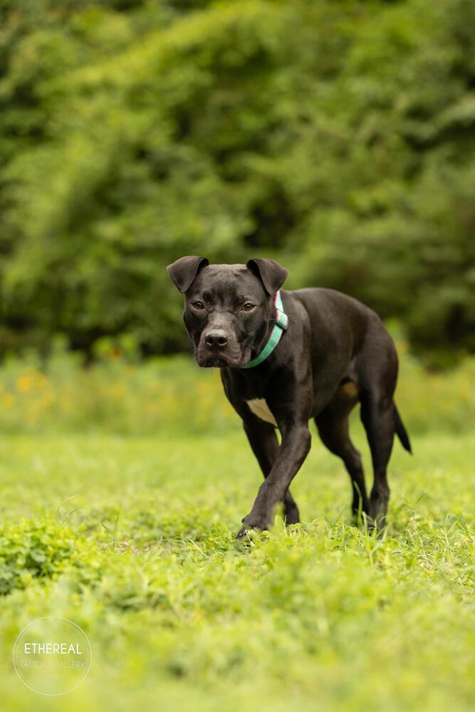 Enlarge Ivy, a Adoptable mixed breed in Wake Forest, NC image 6/6
