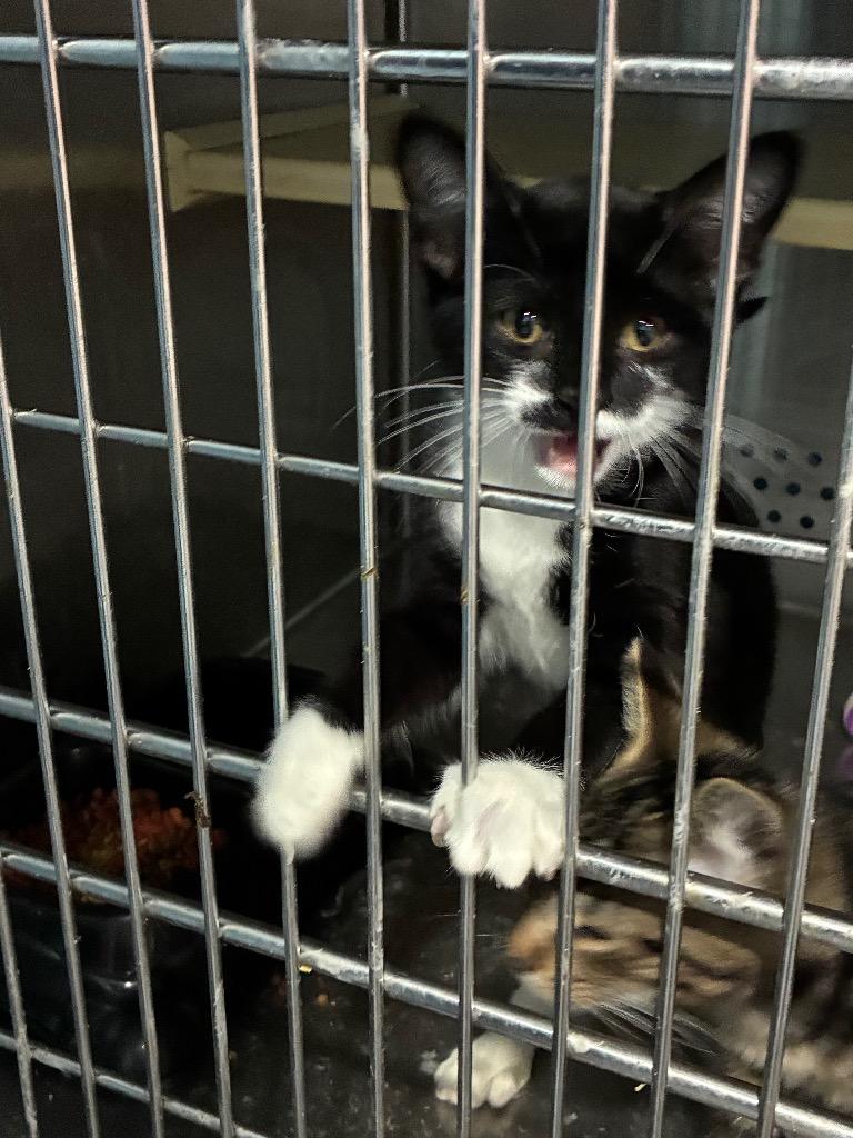 Sirius, Adoptable, Kitten Male American Shorthair.