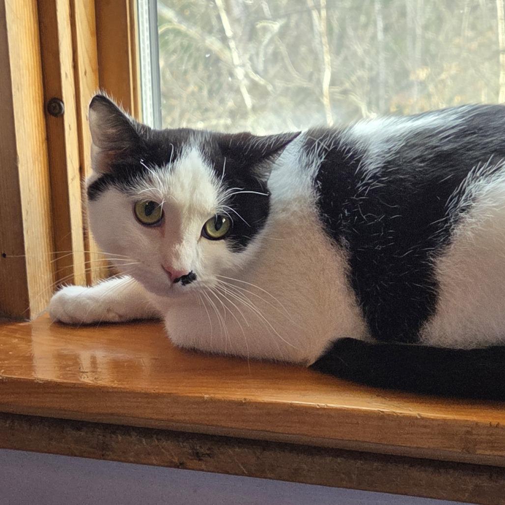 Bobby, Adoptable, Young Male Domestic Short Hair.