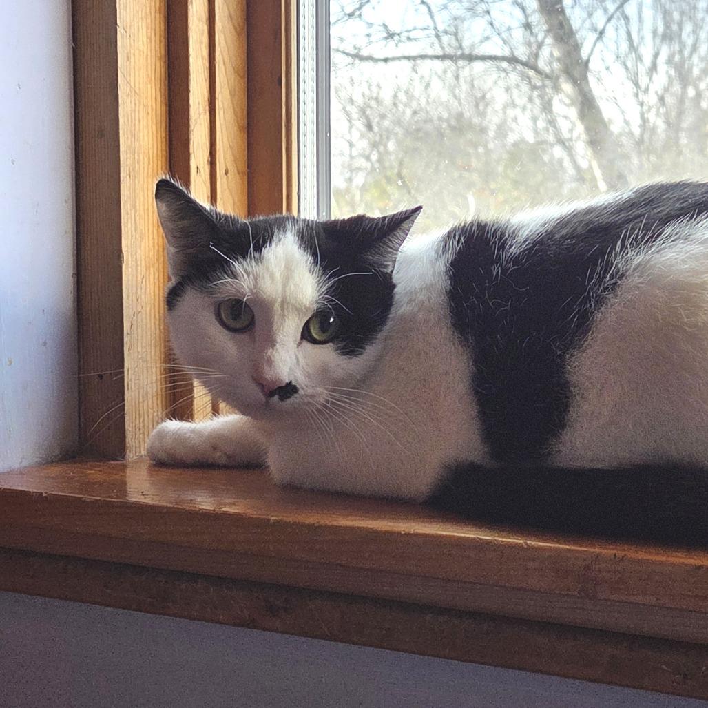 Enlarge Bobby, a Adoptable Domestic Short Hair in Brimfield, MA image 2/2