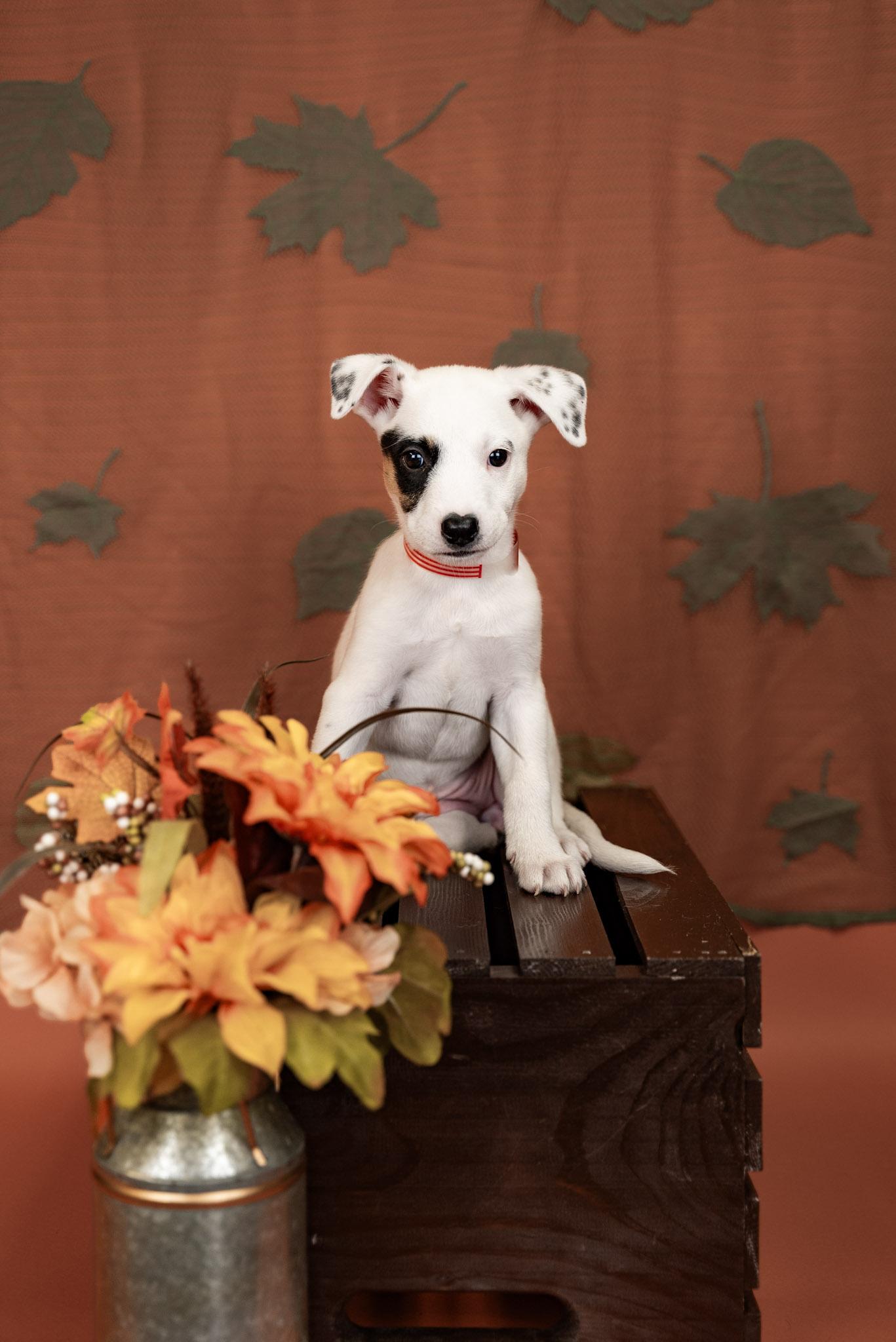 850-26, Adopted, Puppy Female Shepherd & Pit Bull Terrier.