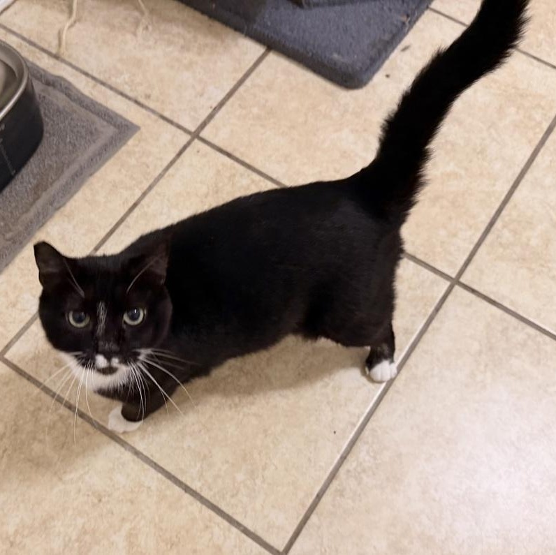 Enlarge Emmy, a Adoptable Domestic Short Hair in Newburgh , NY image 2/6