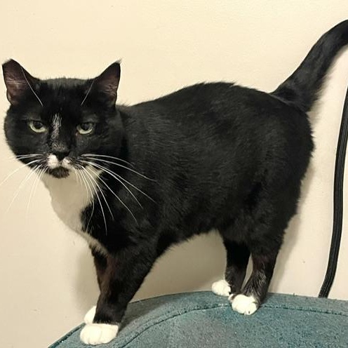 Enlarge Emmy, a Adoptable Domestic Short Hair in Newburgh , NY image 6/6