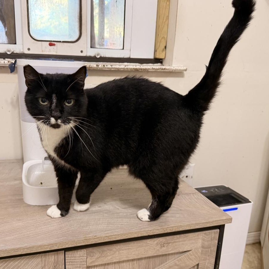Enlarge Emmy, a Adoptable Domestic Short Hair in Newburgh , NY image 4/6