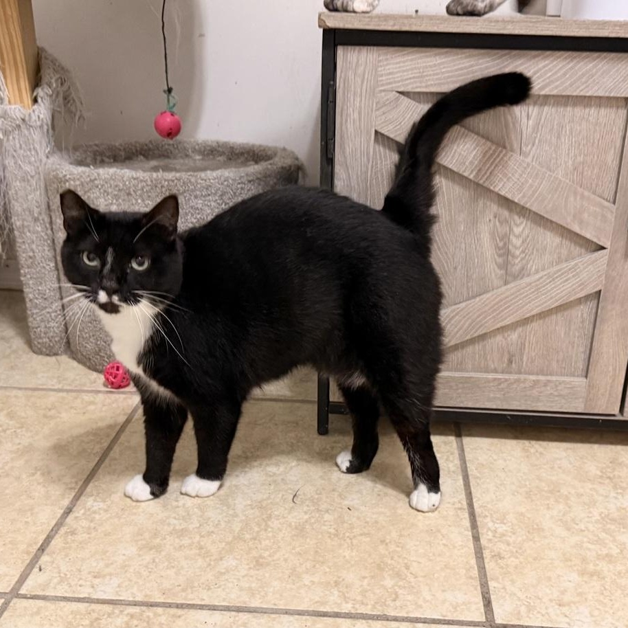 Enlarge Emmy, a Adoptable Domestic Short Hair in Newburgh , NY image 3/6