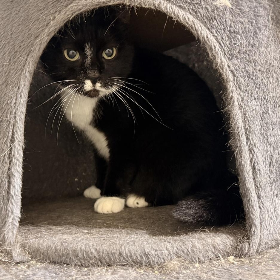 Enlarge Emmy, a Adoptable Domestic Short Hair in Newburgh , NY image 1/6