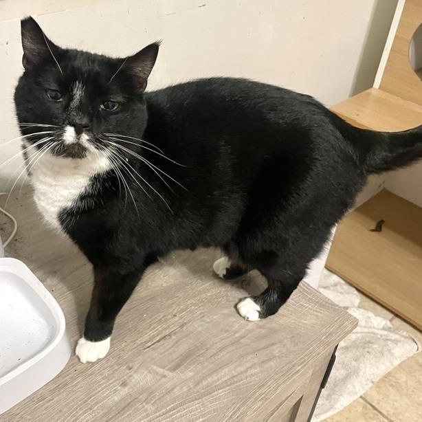 Enlarge Emmy, a Adoptable Domestic Short Hair in Newburgh , NY image 5/6
