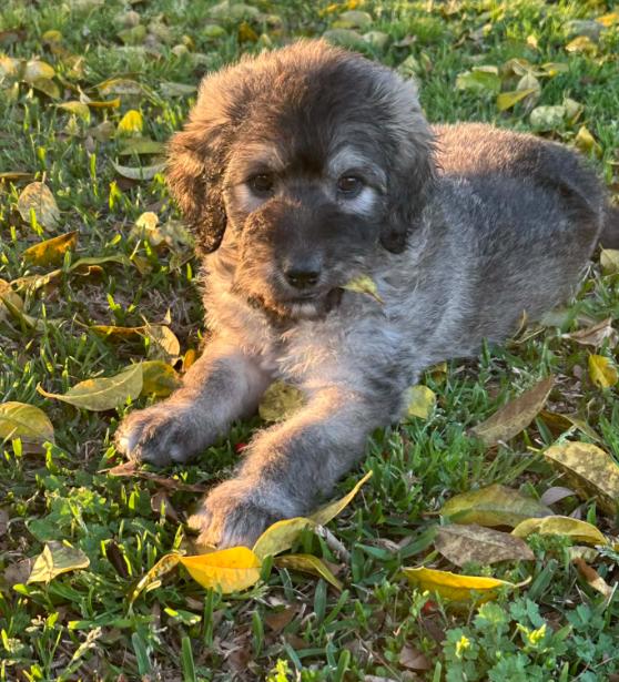 Calhoun, an adopted mixed breed in Eutawville, SC image 4/6