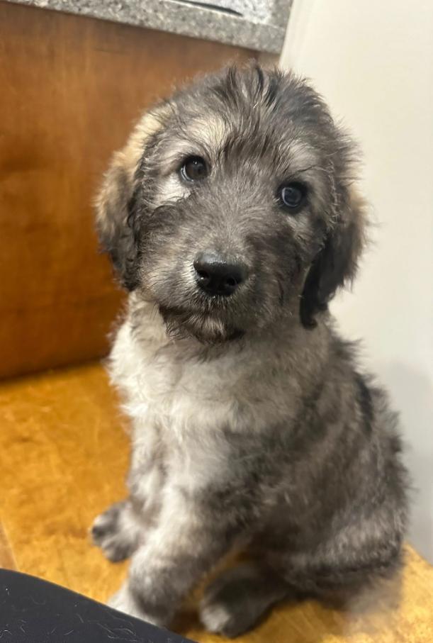 Calhoun, an adopted mixed breed in Eutawville, SC image 2/6