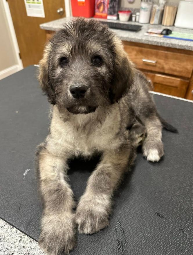 Calhoun, an adopted mixed breed in Eutawville, SC image 1/6