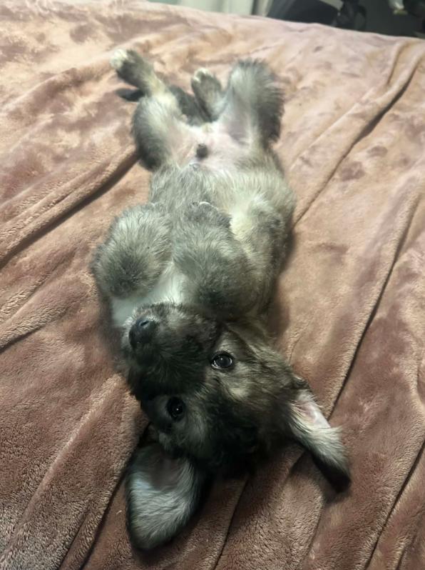 Calhoun, an adopted mixed breed in Eutawville, SC image 5/6