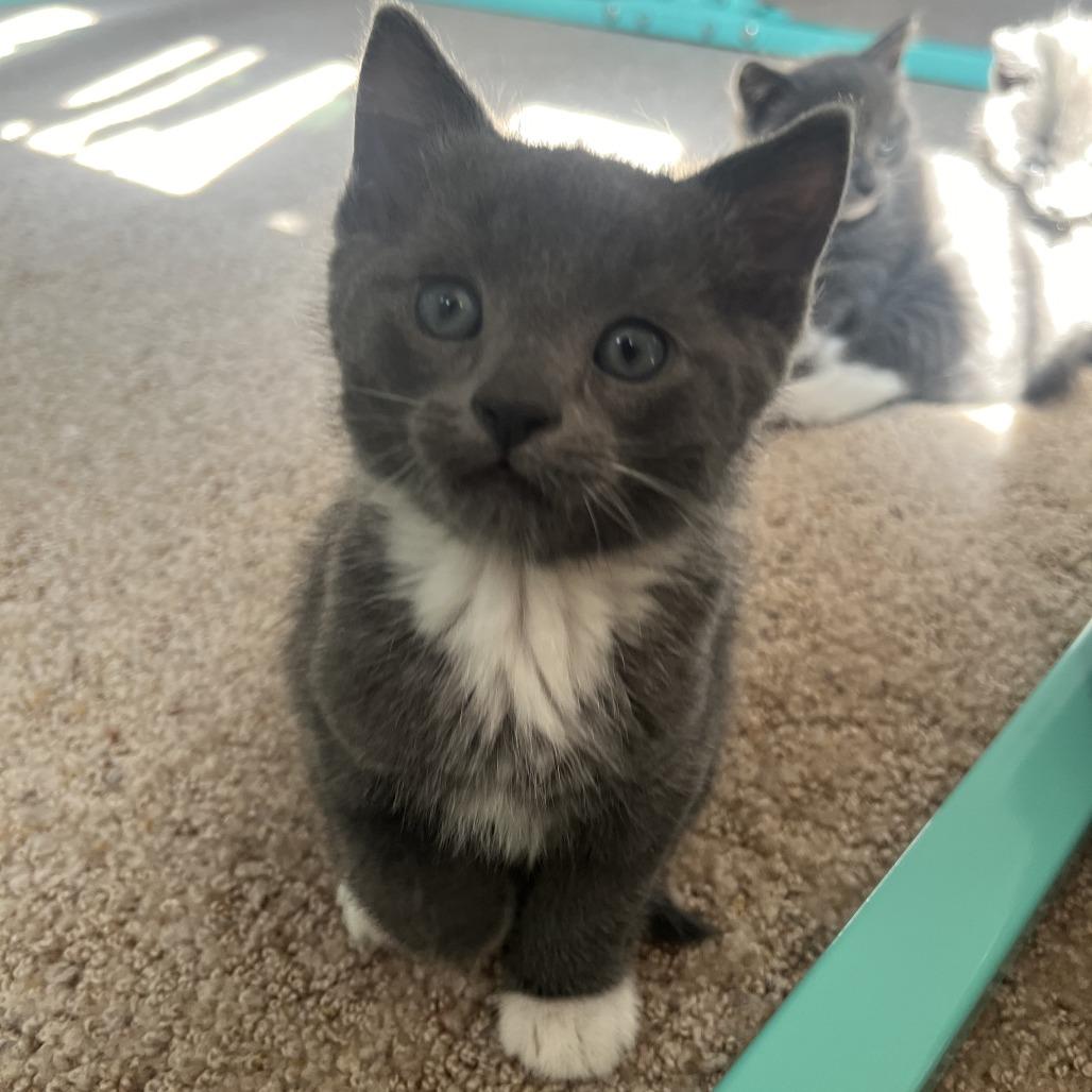 Peanut Butter, Adoptable, Kitten Male Domestic Short Hair.