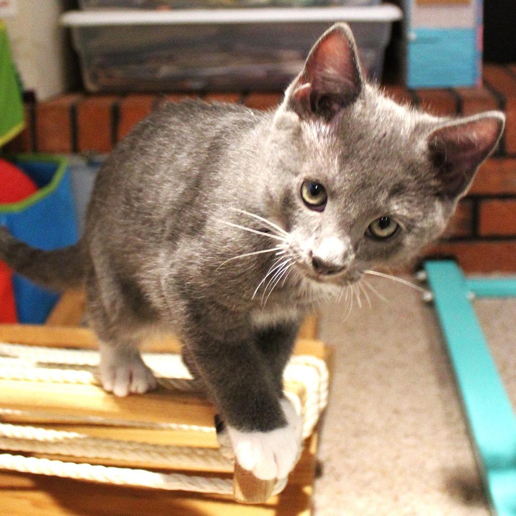 Peanut Butter, a Adoptable Domestic Short Hair in Laramie, WY image 2/3