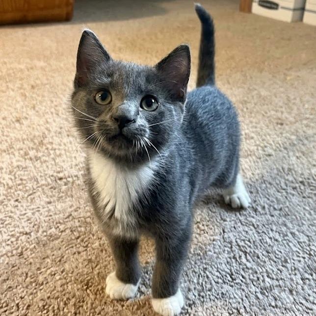 Peanut Butter, a Adoptable Domestic Short Hair in Laramie, WY image 3/3