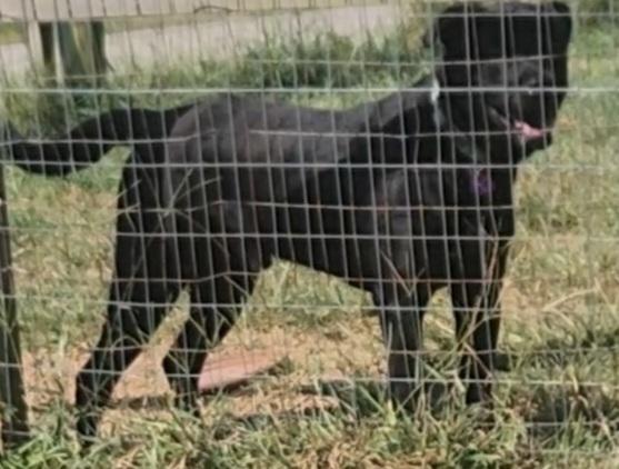 BLACK JACK, Adoptable, Adult Male Labrador Retriever & Pit Bull Terrier.
