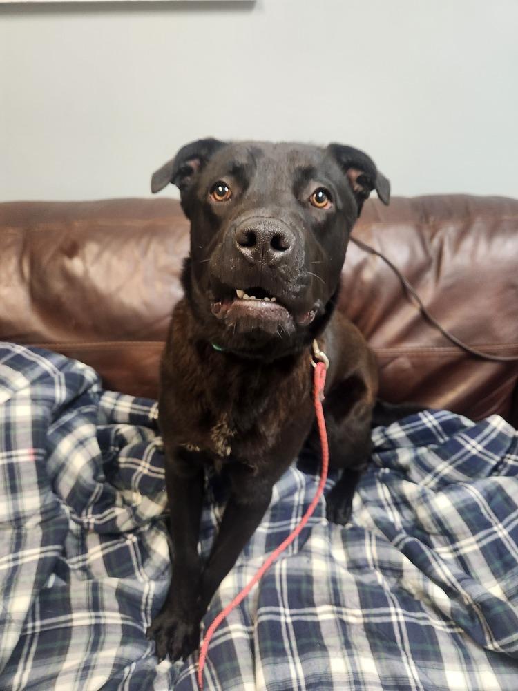 BLACK JACK, Adoptable, Adult Male Labrador Retriever & Pit Bull Terrier.