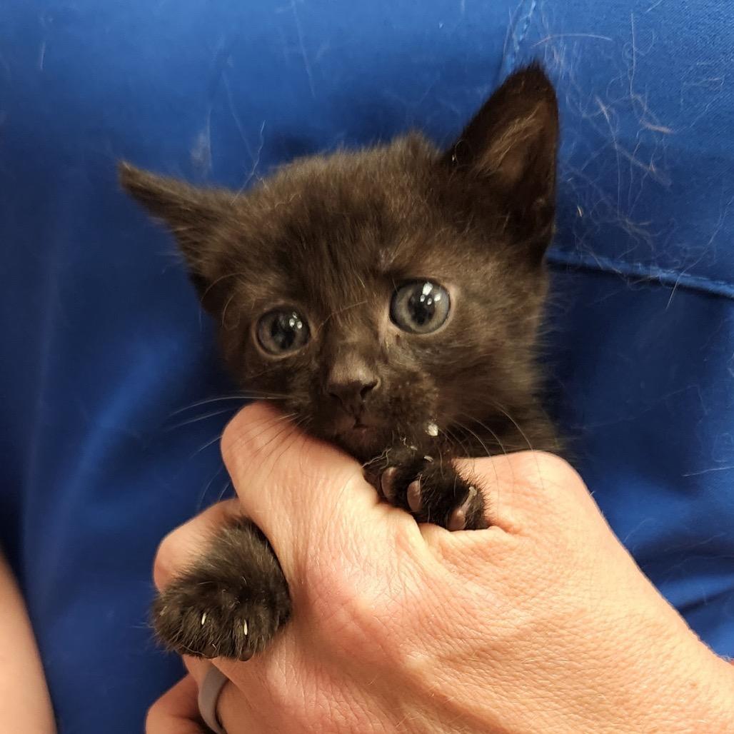 Enlarge Opal - 060330U, a Adoptable Domestic Short Hair in Tupelo, MS image 2/2