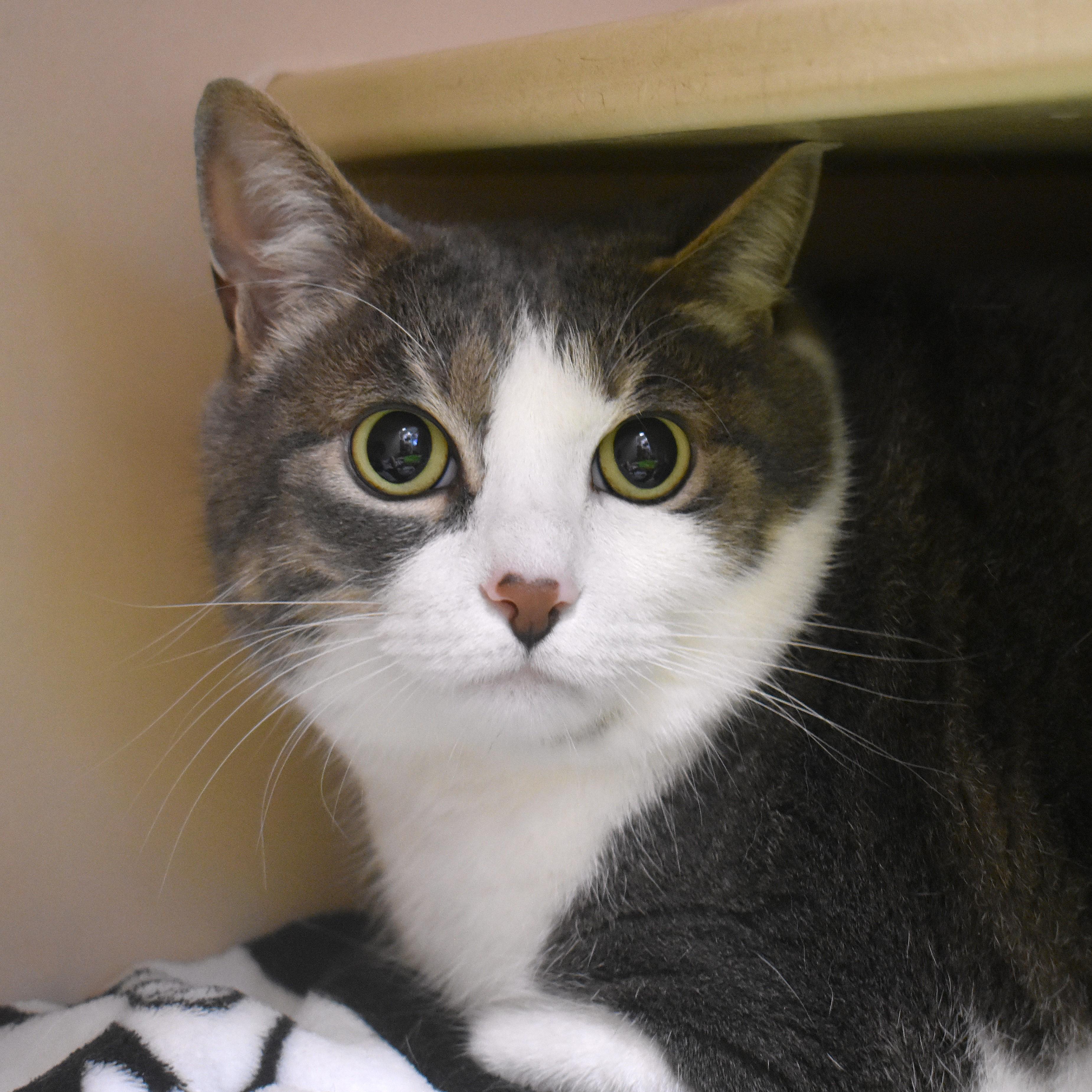 Gypsy, ADOPTABLE, Adult Female Domestic Short Hair.