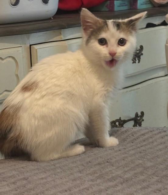 Sassafrass, adopted, Kitten Female Calico.