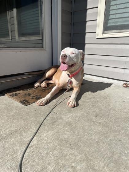 Stella (137958) (In a foster home), a ADOPTABLE Pit Bull Terrier in Baton Rouge, LA image 1/4