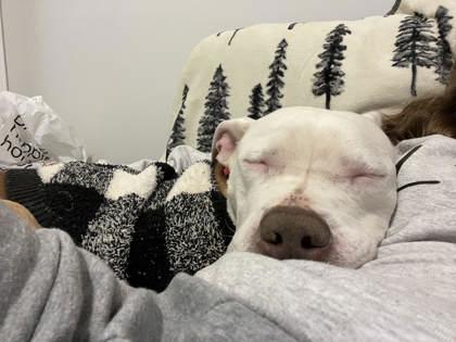 Stella (137958) (In a foster home), a ADOPTABLE Pit Bull Terrier in Baton Rouge, LA image 3/4