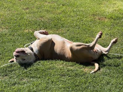 Stella (137958) (In a foster home), a ADOPTABLE Pit Bull Terrier in Baton Rouge, LA image 4/4