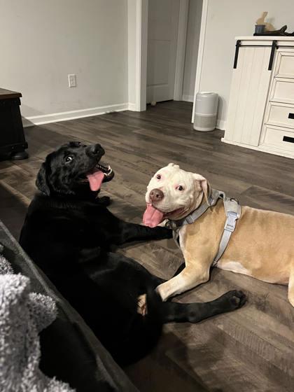 Stella (137958) (In a foster home), a ADOPTABLE Pit Bull Terrier in Baton Rouge, LA image 2/4